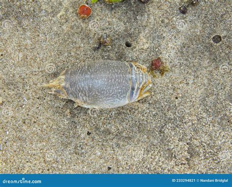 Sea Cockroach stock image. Image of coast, tobago, manzanilla - 233294821