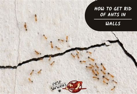 How to Get Rid of Ants in Walls | A Complete Guide - Pest Samurai