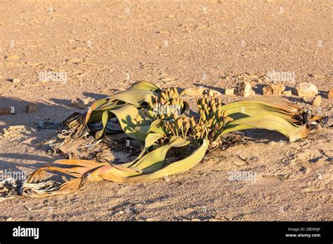 Welwitschia Mirabilis Flower Hi Res Stock Photography And Images Alamy