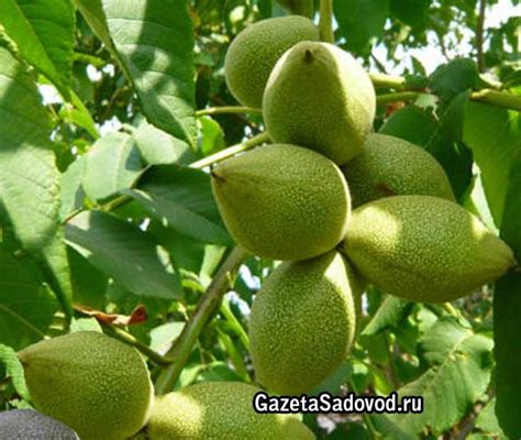 ОРЕХИ НА САДОВОМ УЧАСТКЕ » "Газета садовод" - сетевое издание