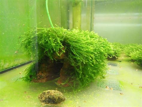 Печеночный мох в аквариуме - 66 фото