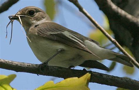 Мухоловка пеструшка Ficedula hypoleuca Pied Flycatcher