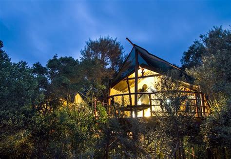 Teniqua Treetops In Sedgefield Garden Route Glamping Site Tree