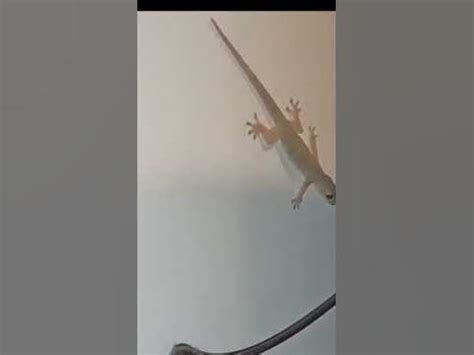 Как выглядит какашка геккона #убудбали - YouTube