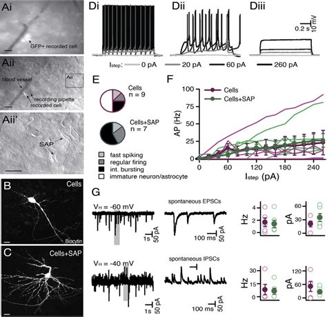 Human ESC Derived Cortical Progenitors Implanted In The Presence Of