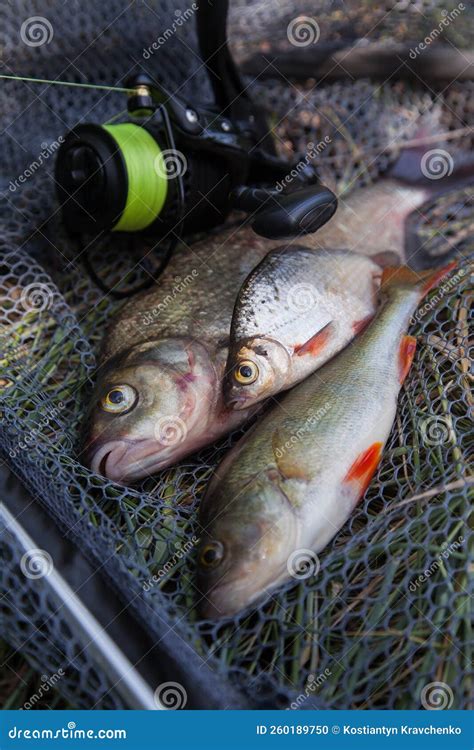 Assort Kinds Of Fish Freshwater Common Bream Common Perch Or