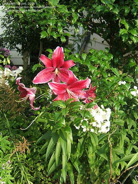 PlantFiles Pictures: Oriental Lily 'Sumatra' (Lilium) by pirl