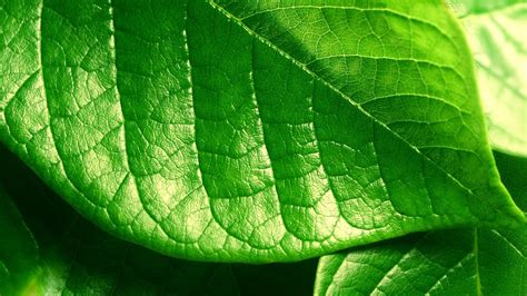 Fondos De Pantalla Hojas Naturaleza Verde Verano Ligero Hoja