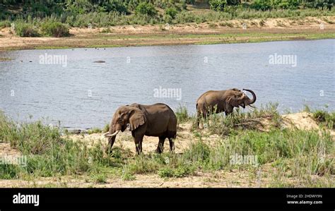 elephant, kruger national park, elephants, kruger national parks Stock ...