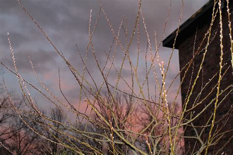 Cheryl S Cents Worth Growing Pussy Willows And Curly Willows