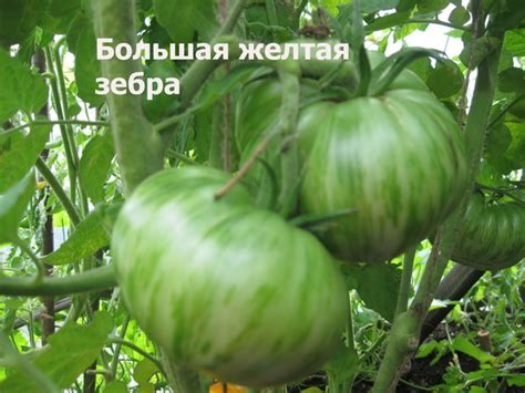 Томат Большая желтая зебра: характеристика и описание сорта ...