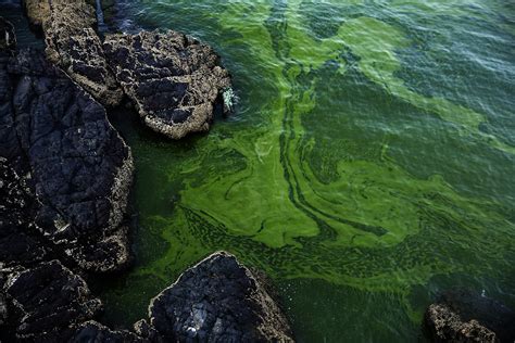 Growing algae bloom in Arabian Sea tied to climate change 