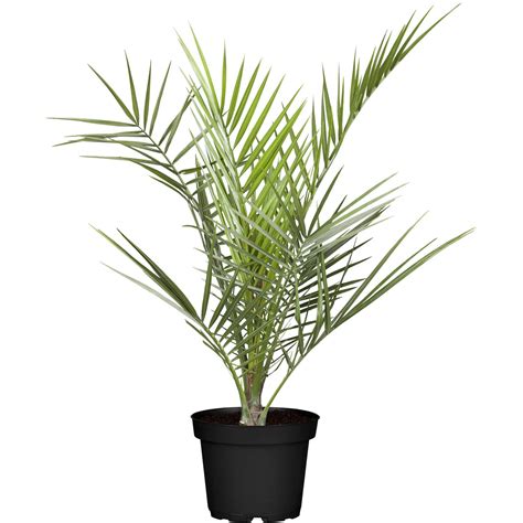 Buy Phoenix Palm Online @ ₹399 from ShopClues