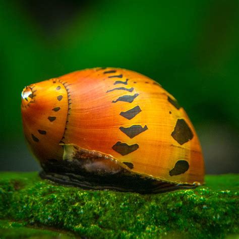 Tiger Nerite Snail Chichis Aquatic Dreams