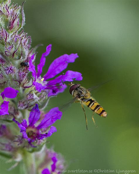 Flyttblomfluga Episyrphus Balteatus Marmalade Hoverfly Svartfoton