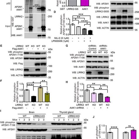 Ap2m1 Interacts With Lrrk2 A Yeast Gene Deletion Strains Of Ap2 Four