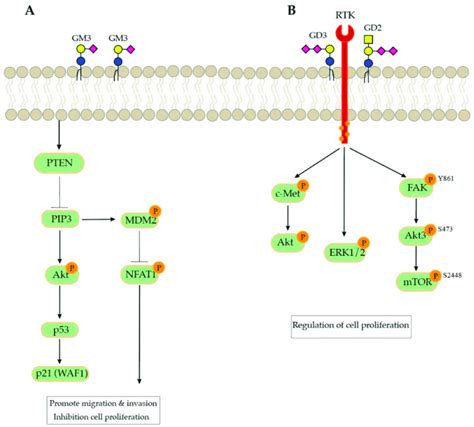 A Pten Modulates Cell Survival And Proliferation By Suppressing