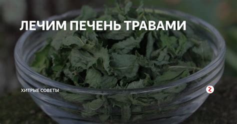 ЛЕЧИМ ПЕЧЕНЬ ТРАВАМИ | Хитрые советы | Дзен