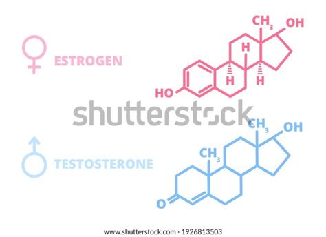 Sex Hormones Laboratory Symbol Hormone Estrogen Stock Vector Royalty