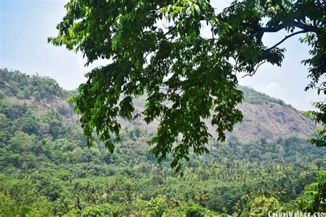 Munnar Hill Station And Tea Plantations Munnar Idukki Kerala Visit Travel Guide Casual Walker