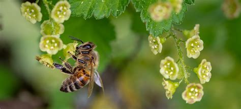 To Solve Pollinator Health Crisis State Governments Are Key Study Finds