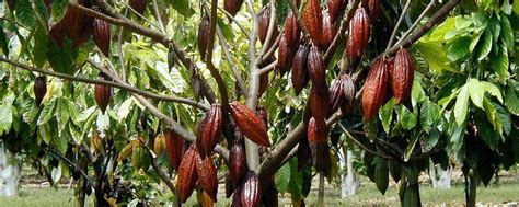 Сообщество «ремесленный шоколад» ВКонтакте — публичная страница, Иркутск