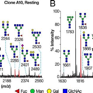 Low Mass Maldi Tof Spectra Of Permethylated N Glycans Derived From