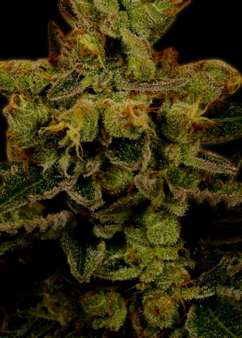 Master Kush Autoflower Strain Info Master Kush Autoflower Weed By