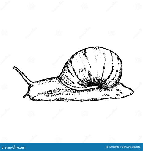 Snail Hand Drawn Vector Illustration Stock Vector Illustration Of