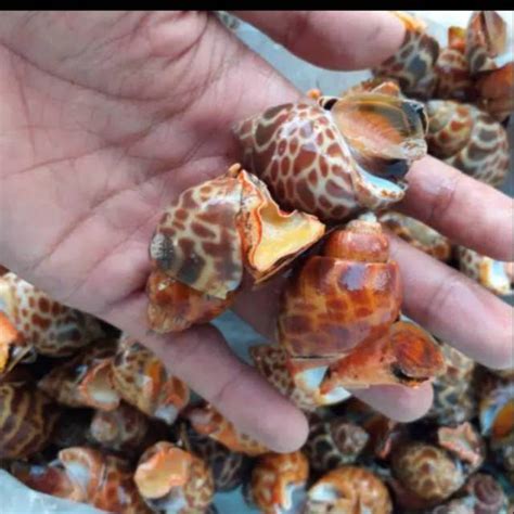 Jual Keong Macan Kerang Macan Gr Kg Shopee Indonesia