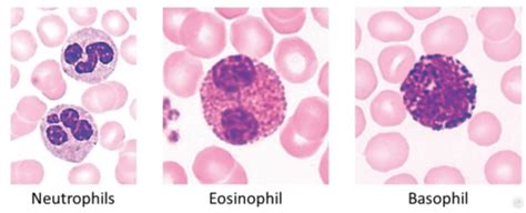 Identifying Leukocyte Types For Lab Exam 2 Flashcards Quizlet