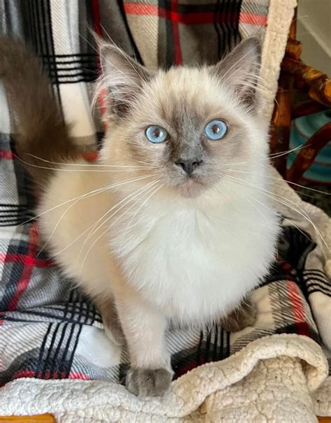 Ragdoll Munchkin Cat: What You Need To Know | ThatCatBlog