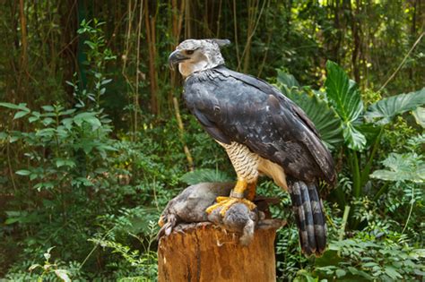 Aquila arpia perchè si chiama così Green it