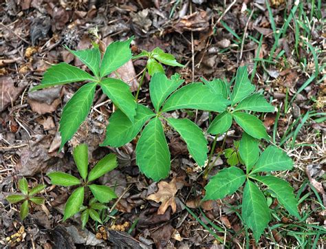 Virginia Creeper - WeedAlert