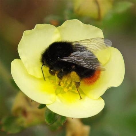 Red Tailed Bumblebee On Potentilla Fruticosa Primrose Beauty