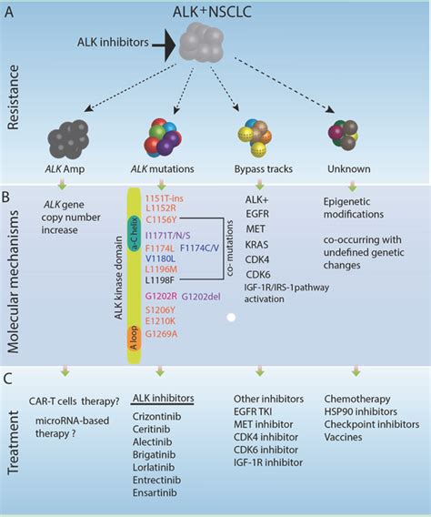 Resistance mechanisms in ALK fusion-positive lung cancer. A subset of ...