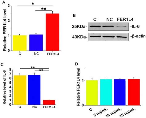 Fer1l4 Inhibited Il 6 Expression In Human Chondrocyte Cells A