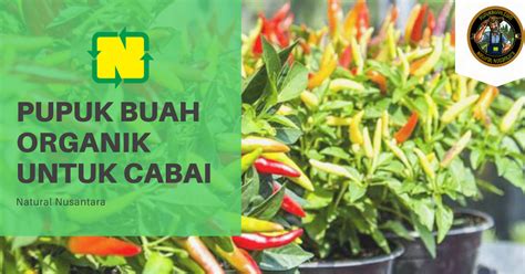 Pupuk Yang Bagus Untuk Tanaman Cabe Rawit Ramah Lingkungan Dan