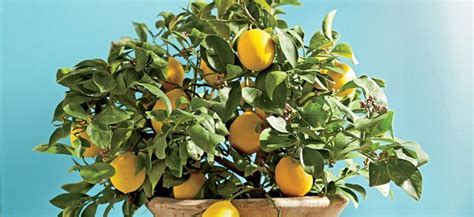 Комнатный лимон — Комнатные растения