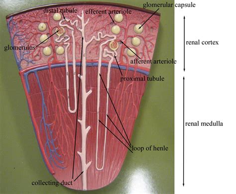 Label The Parts Of A Nephron