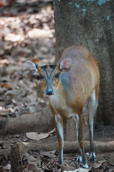 Muntjac Deer Photos, Download The BEST Free Muntjac Deer Stock Photos & HD Images