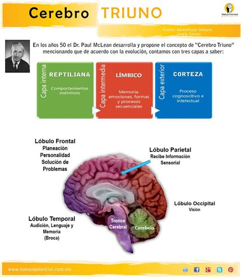 Tres En Uno Cerebro Triuno Mente Cerebro Cerebro Cerebro Emocional