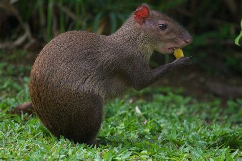 Agouti l Amazing Large Rodents - Our Breathing Planet