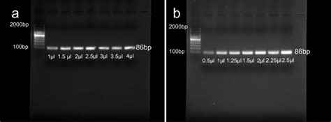 Gel Electrophoresis Results Of A DNA Optimization And B Primer