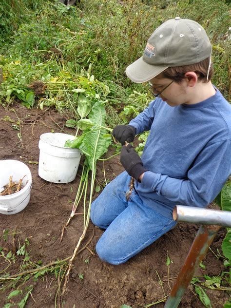 Proverbs 31 Living: Harvesting and Using Horseradish