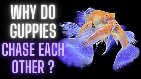 Guppy Fish Care Why Do Guppies Chase Each Other Youtube