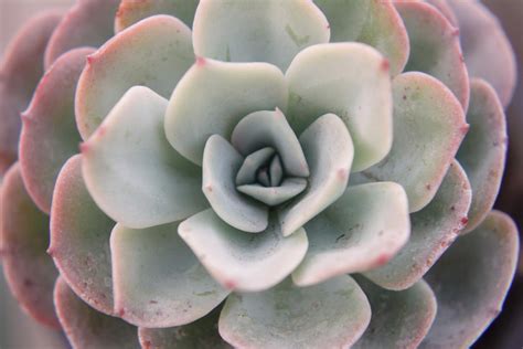 Echeveria Gigantea Cuidados Y Reproducci N Gu A Completa