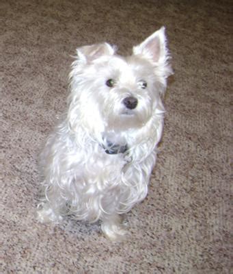 Maltese Westie Mix