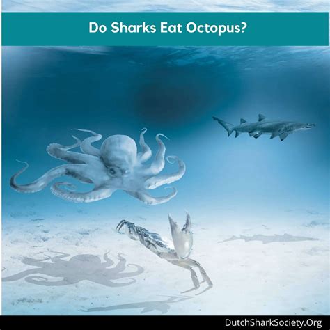 Do Sharks Eat Octopus? - Dutch Shark Society