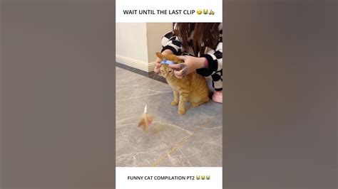 Funny Cat Tiktok Compilation Part 2 😹😹😹 Shorts Youtube